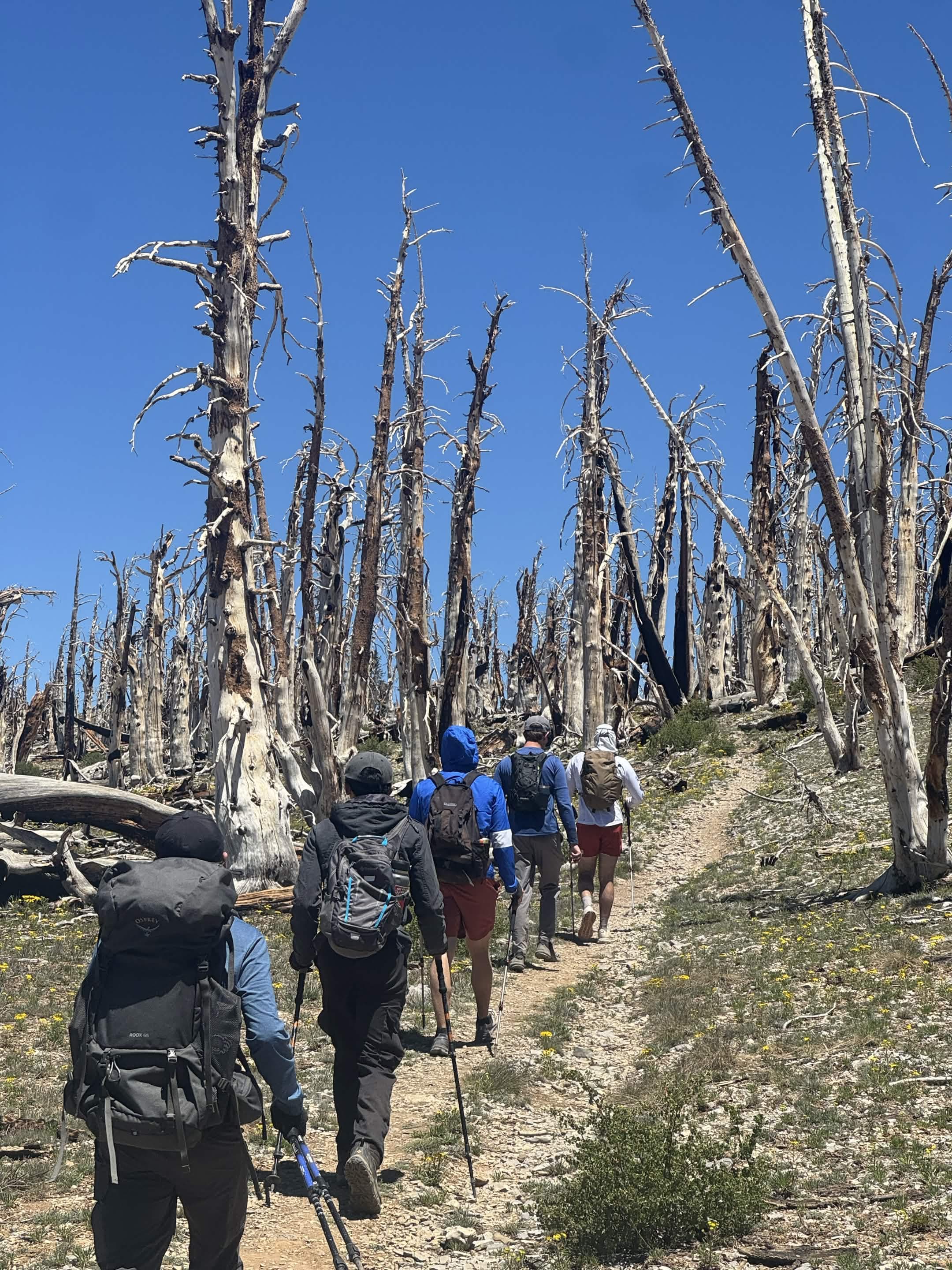 Backpackers follow a mountain trail through tall, fire-scarred trees under a clear blue sky.