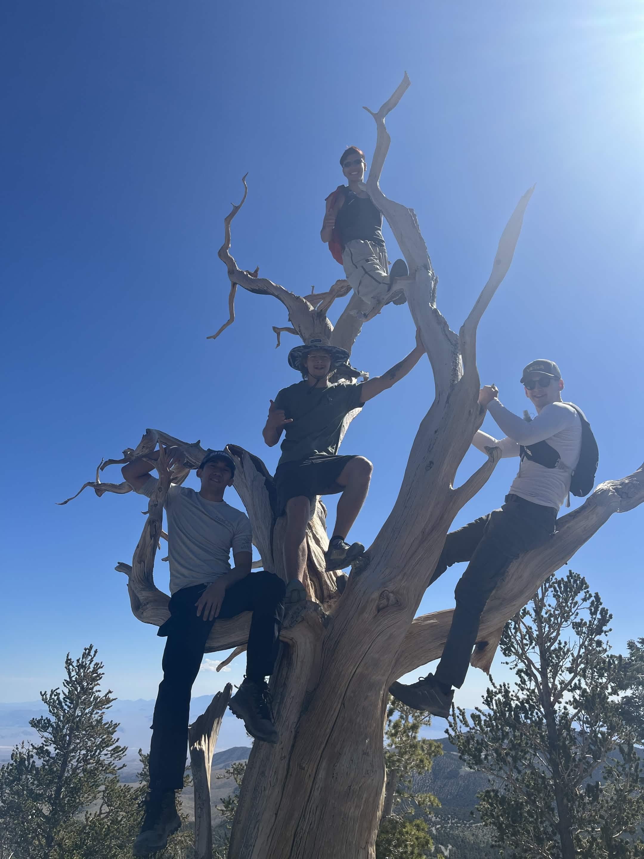 Club members climb and pose on the bare branches of a tall tree beneath the sun.