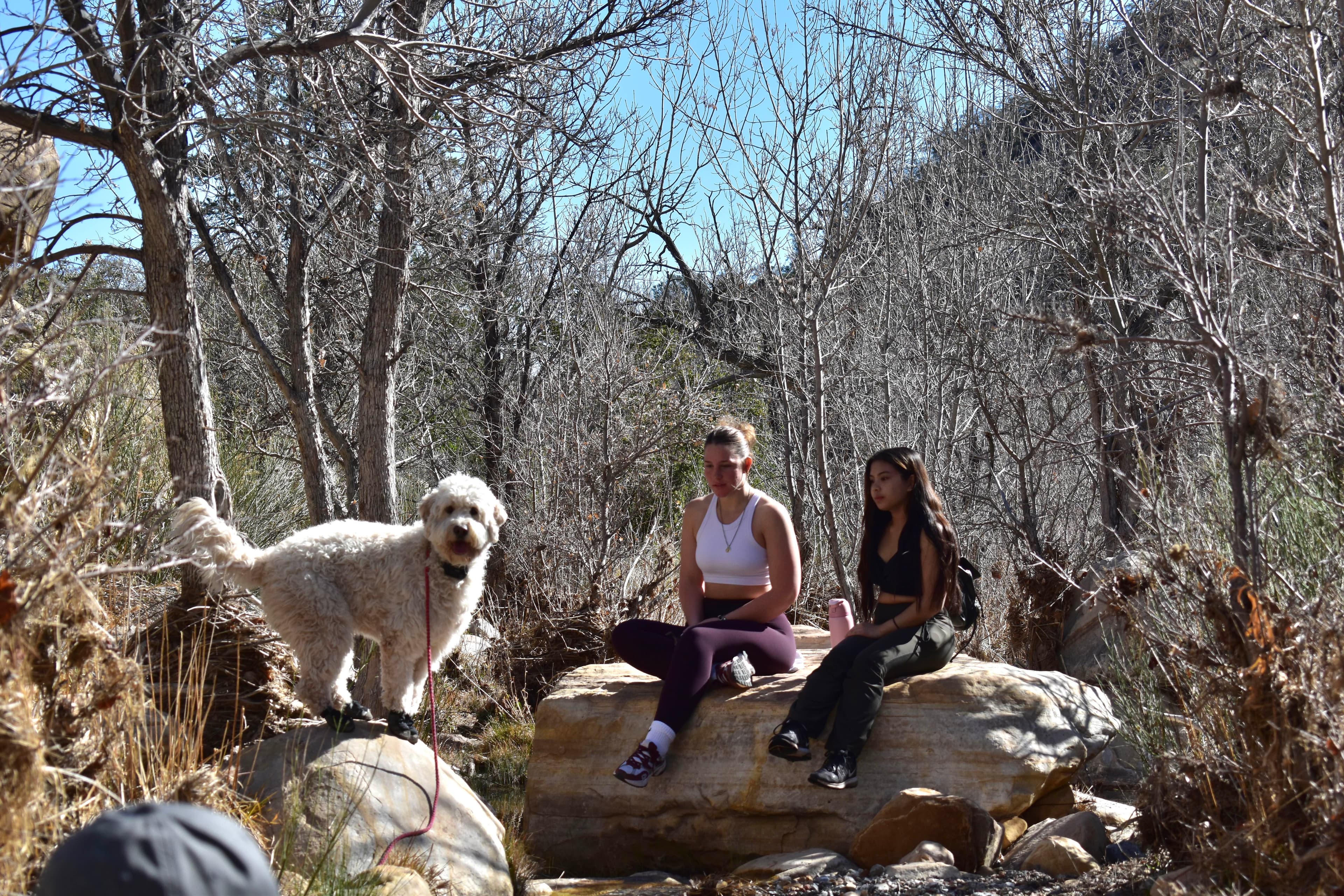 Two hikers rest on a boulder beside Mochi in a wooded canyon.
