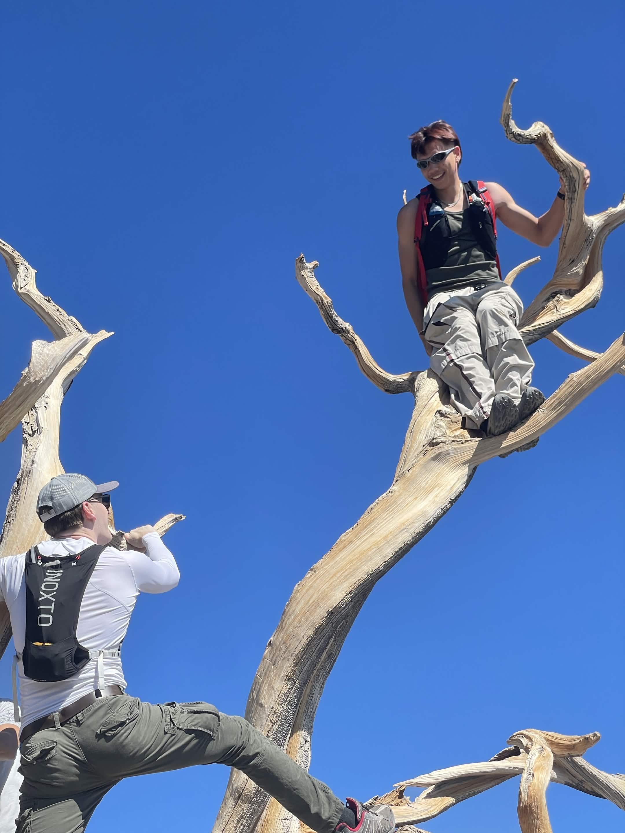 A club member balances high on the pale branches of a bare tree against a blue sky.